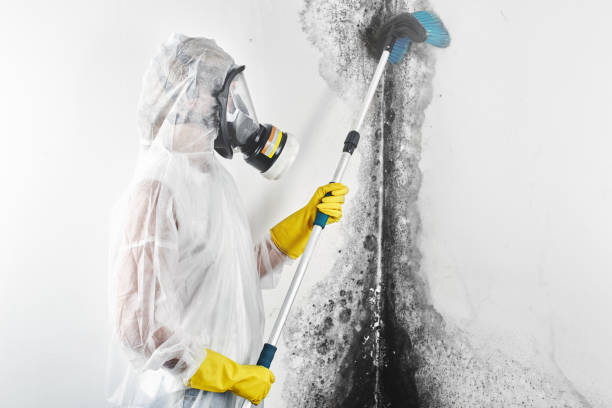 Best Mold Damage Restoration  in Aetna Estates, CO